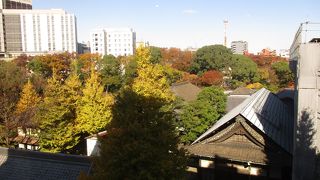 黄色く色づいた葉がきれいでした