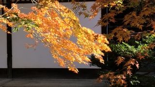 秋の庭園も素晴らしい