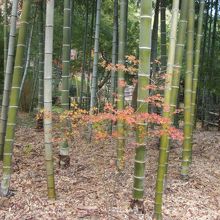 竹林の中の紅葉も可憐で綺麗