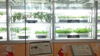 農薬を使わないセラミック栽培