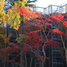 裏庭の紅葉が綺麗