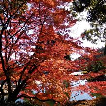 池の側のモミジ