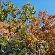 美術館横の公園の紅葉