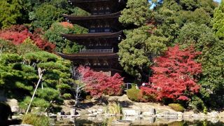 池の周りの紅葉や香山公園の紅葉が彩を添えていました。