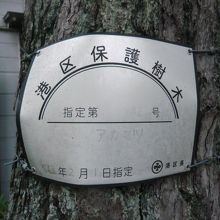 龍泉寺の港区の保護樹木に指定されている樹です。アカマツです。