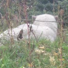 秋に眺めると、後姿がより哀愁を帯びているように見えますね…。