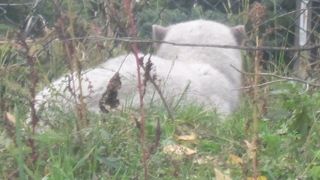 今回は裏手でじっとしている姿しか見られませんでした