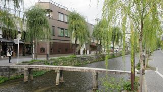 柳並木が美しい川です