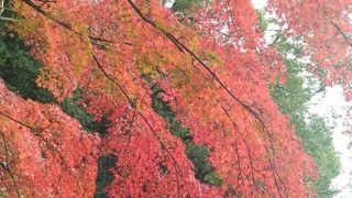泉涌寺の塔頭で洛陽三十三や泉山七福神巡りの寺