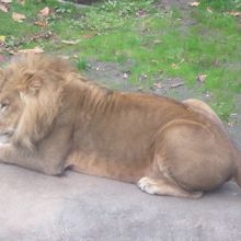 10月下旬はライオンさんもまだ屋外で眺めることができました