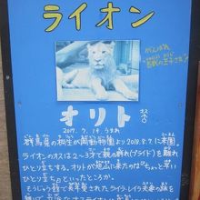 旭山のライオンさんはこの子です( ´∀｀ )。