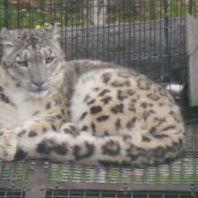 ヒョウさんも間近で逢えますね。