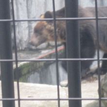 やっぱり気になるのがエゾヒグマのとんこのことですね。