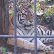 トラさんものんびりと過ごされていました