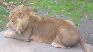 どの猛獣も至近距離で眺めることが出来ます