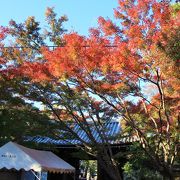 境内の紅葉・黄葉がとても綺麗