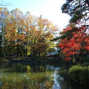 妙正寺池を中心とした公園で紅葉・黄葉が綺麗でした