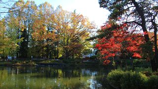 妙正寺池を中心とした公園で紅葉・黄葉が綺麗でした