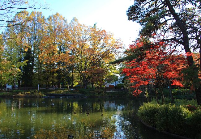 妙正寺池を中心とした公園で紅葉・黄葉が綺麗でした