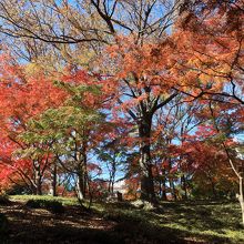 紅葉が見頃でした