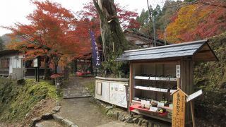 きれいな紅葉が楽しめました