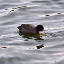 河口湖北岸渡り鳥