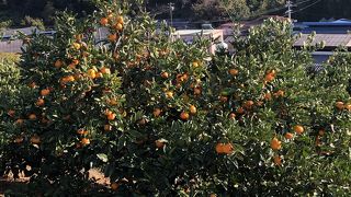 三ヶ日みかん狩り