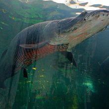 アマゾン川に生息するという淡水魚最大級の魚ピラルクー