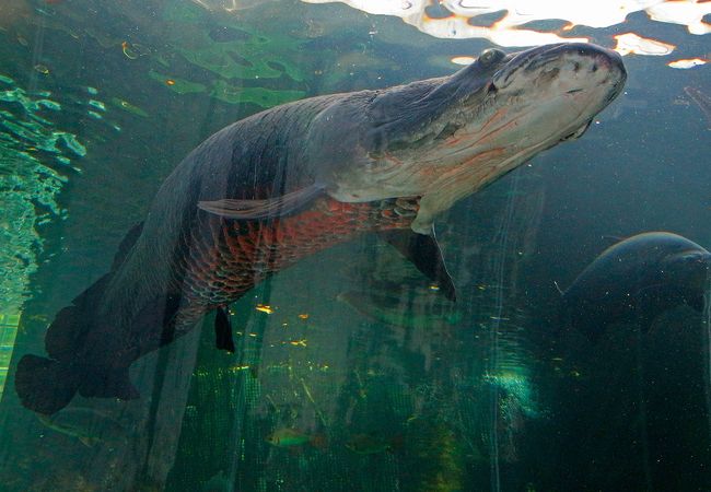 なかがわ水遊園 クチコミ アクセス 営業時間 大田原 黒羽 那珂川 フォートラベル