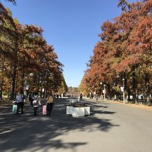 鶴見緑地公園の紅葉もなかなかいい By Swal 花博記念公園鶴見緑地のクチコミ フォートラベル