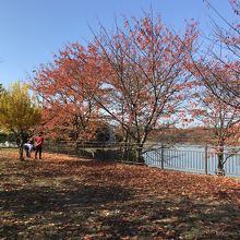 鶴見緑地公園の紅葉もなかなかいい By Swal 花博記念公園鶴見緑地のクチコミ フォートラベル