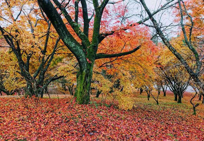 山ノ上の紅葉がたくさんの公園