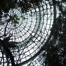 温室ドームの天井を見上げる