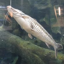 地階の水族館のナマズ