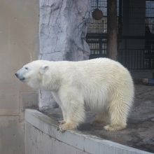 10月下旬の好天時、どの子も陸上にいました