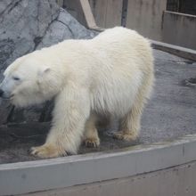 ほっきょくぐまさんは大きくて迫力がありますね。