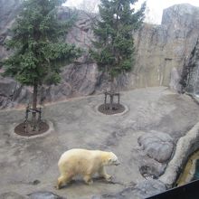 雪の季節の前でしたが、のんびりと歩き回っていました。