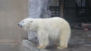 水中で観られないこともあります