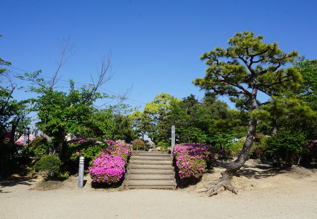 大倉公園つつじまつり