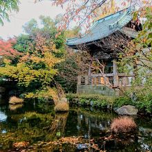 庭も良い案配で紅葉していました。