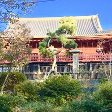 江戸時代からあった松