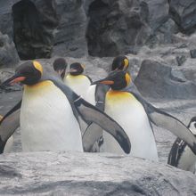 色々な子がいて、じっくりと見れば見るほど面白いです！