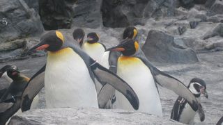 ある意味、現代の旭山動物園の光と影とを象徴する施設です