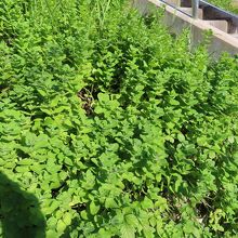 浅川土手　ハッカの群生