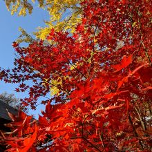 閻魔堂の前の紅葉が鮮やかでした
