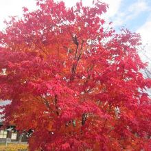 秋は園内の紅葉も素晴らしいですね！