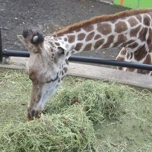 キリンさんは冬は観られる時間が短くなりますので要注意…。