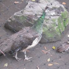 私の訪問時はクジャクの雛の誕生がホットニュースでした！