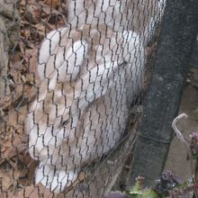 冬毛に移行中の、晩秋のエゾユキウサギさんの様子