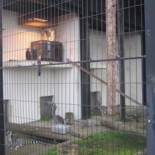 晩秋の屋外は暖かい所からやって来たお猿さん達には辛そう…。